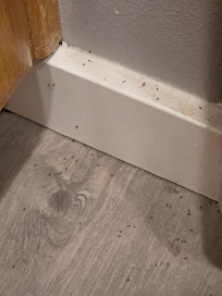 Dead ants on kitchen floor