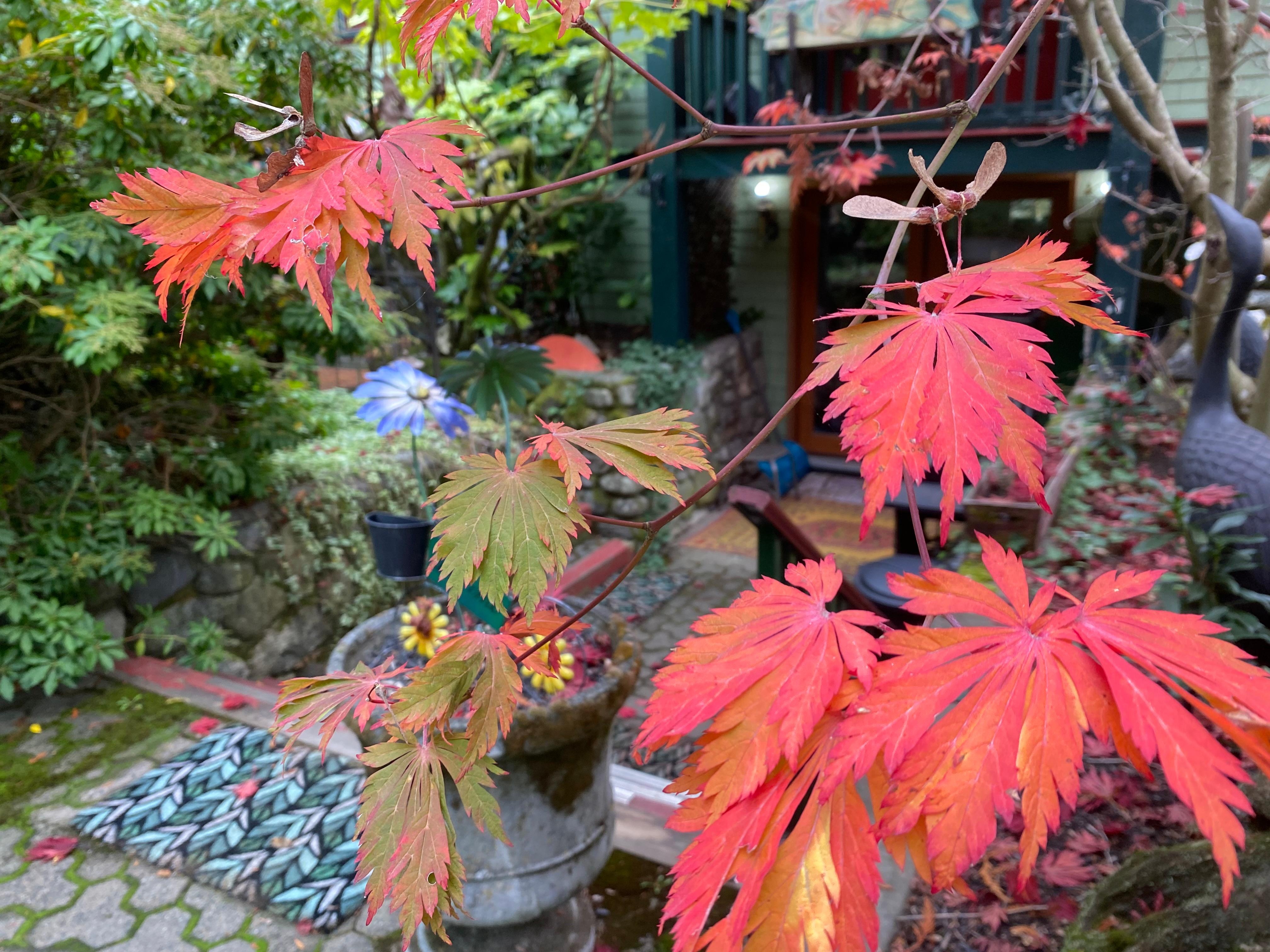 Fall colours everywhere!