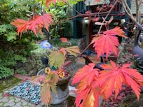 Fall colours everywhere!