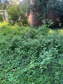 Weeds in side yard