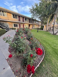 Roses
