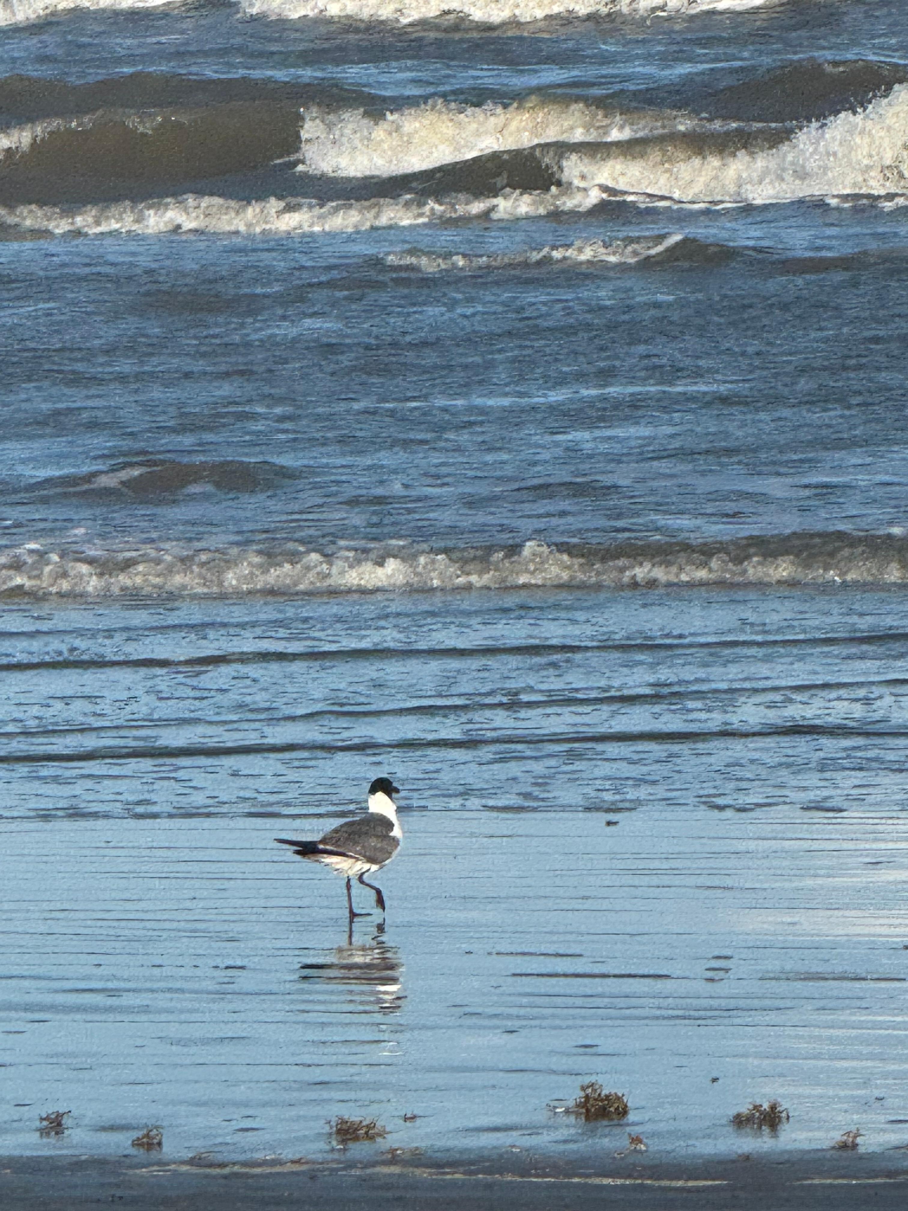 Bird on the beach 