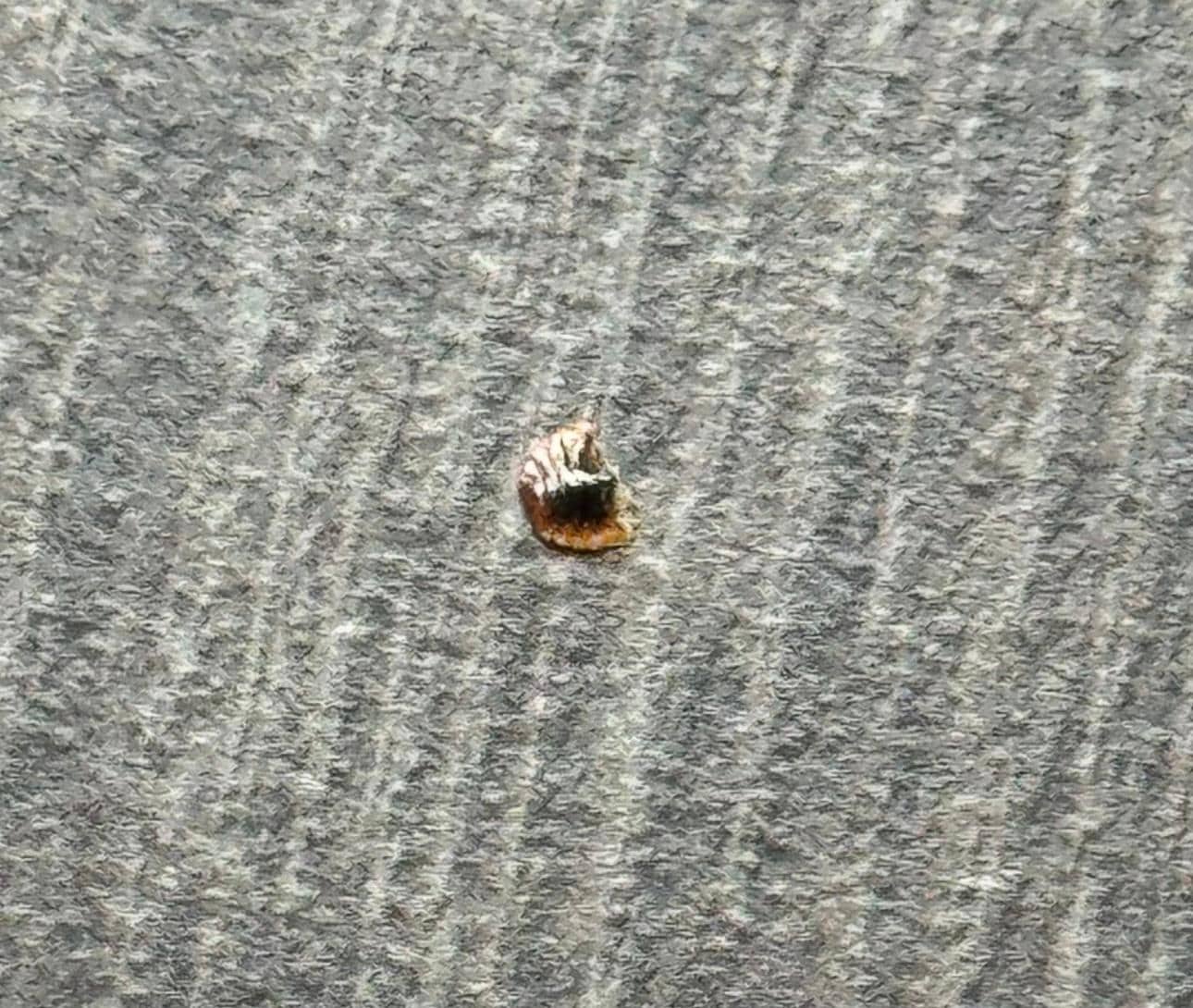 Shell of bed bug found in 2nd room we were moved to