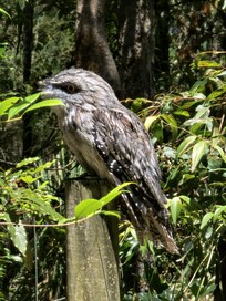 Wild life at the back yard