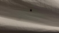 Bed bug