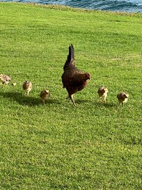 Friendly neighbors in front of condos