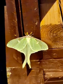 A Luna Moth that graced us with her presence for 2 days