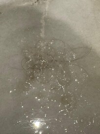 Pelos y baba de la regadera