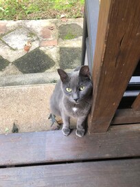 Smokey