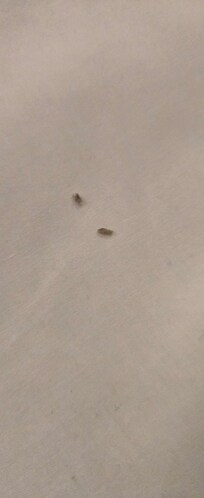 Possible bedbugs? Google camera say "YES"