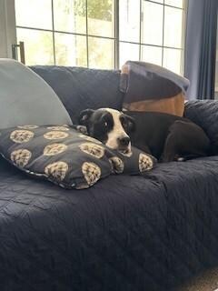 Fur baby enjoying much needed rest