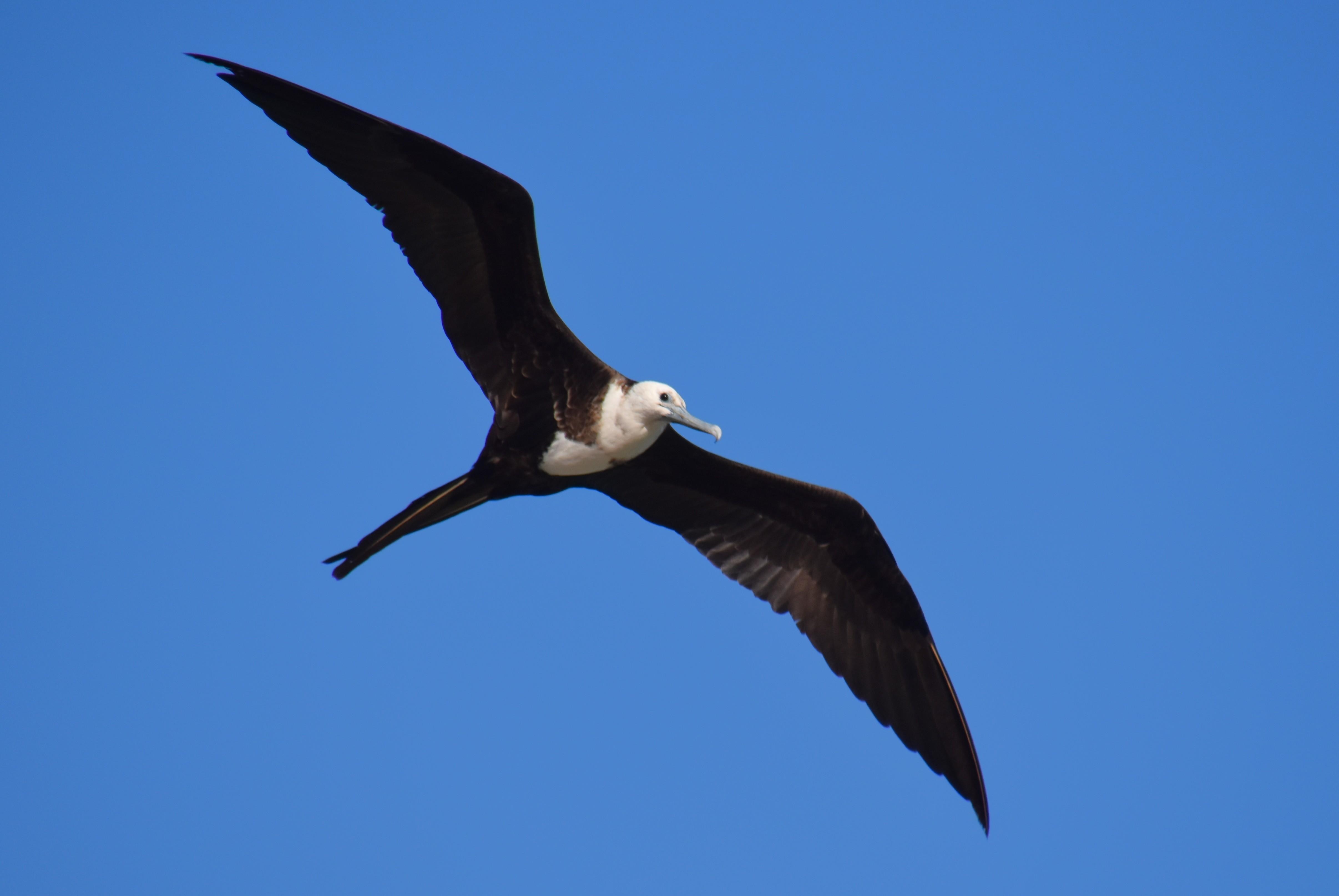 Frigate bird off the beach