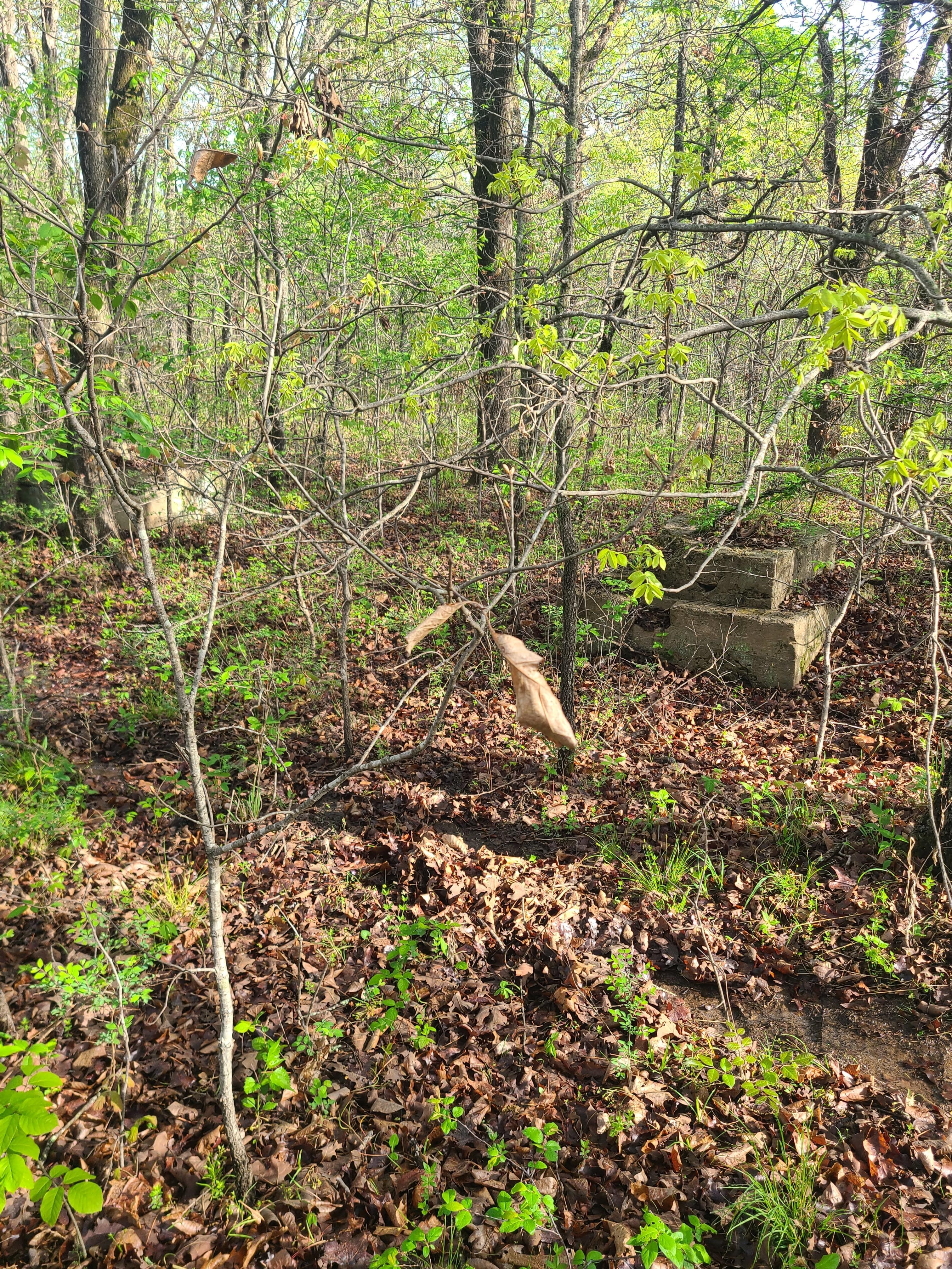 The trail is a must do thing!