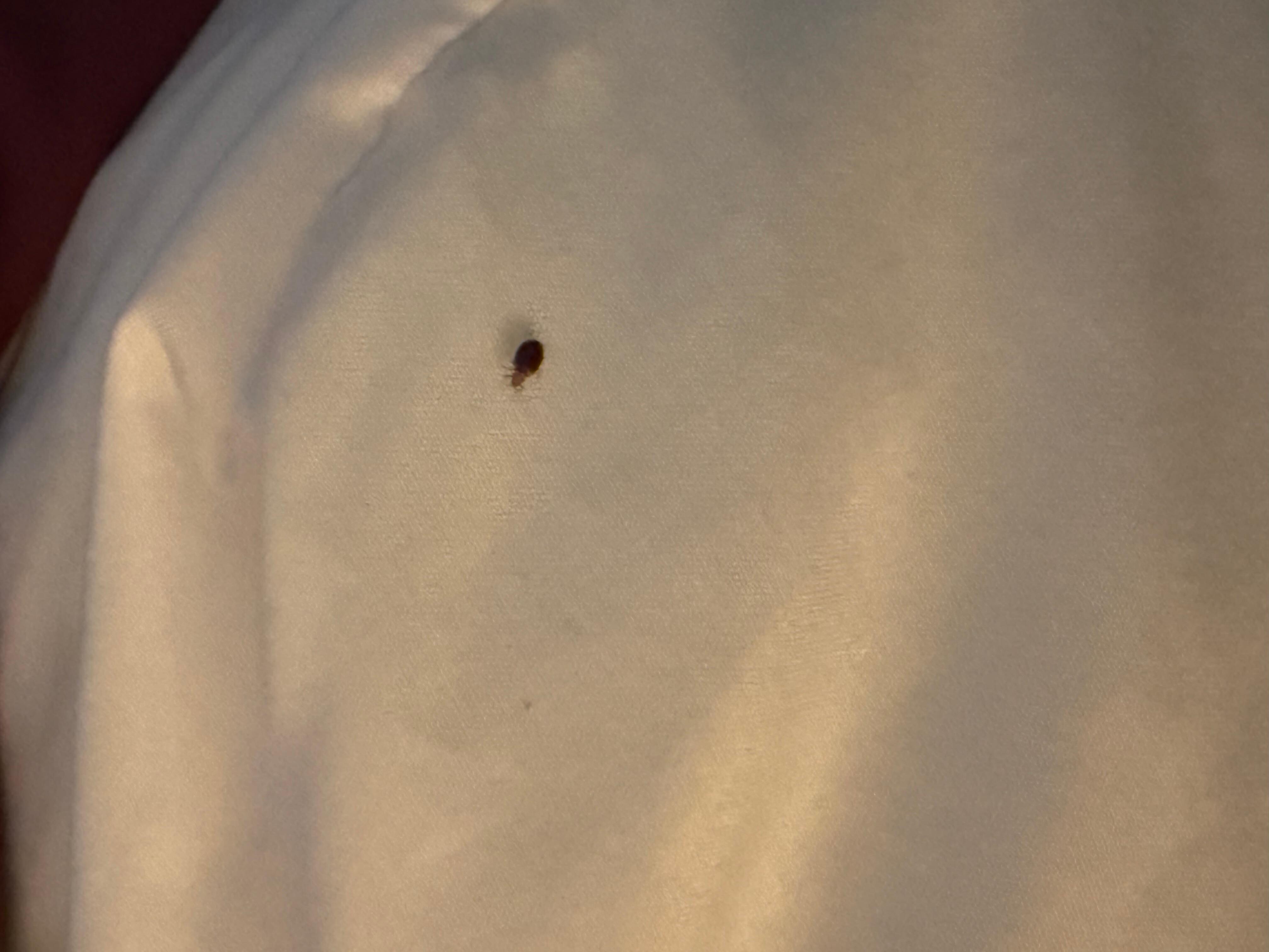 Bed bug