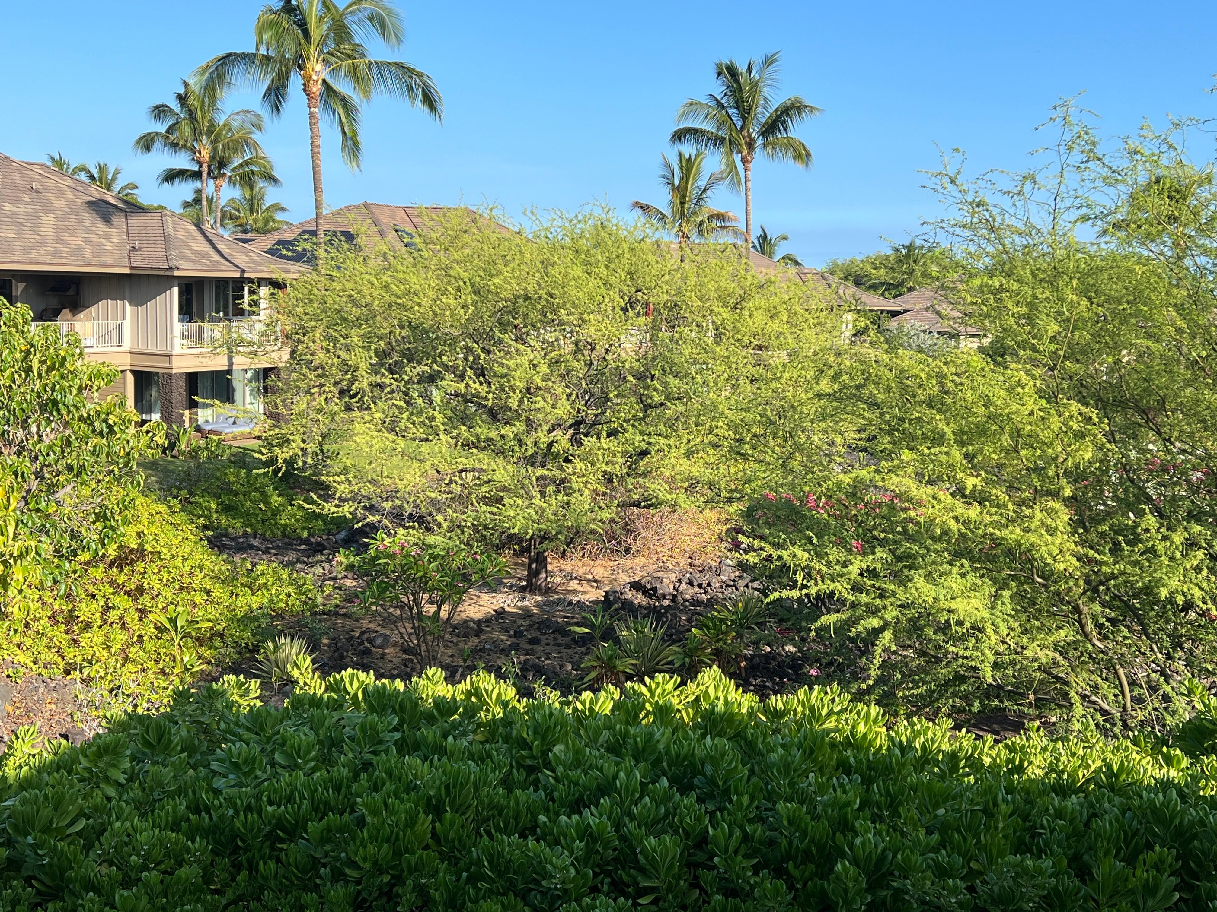 View from the lanai.