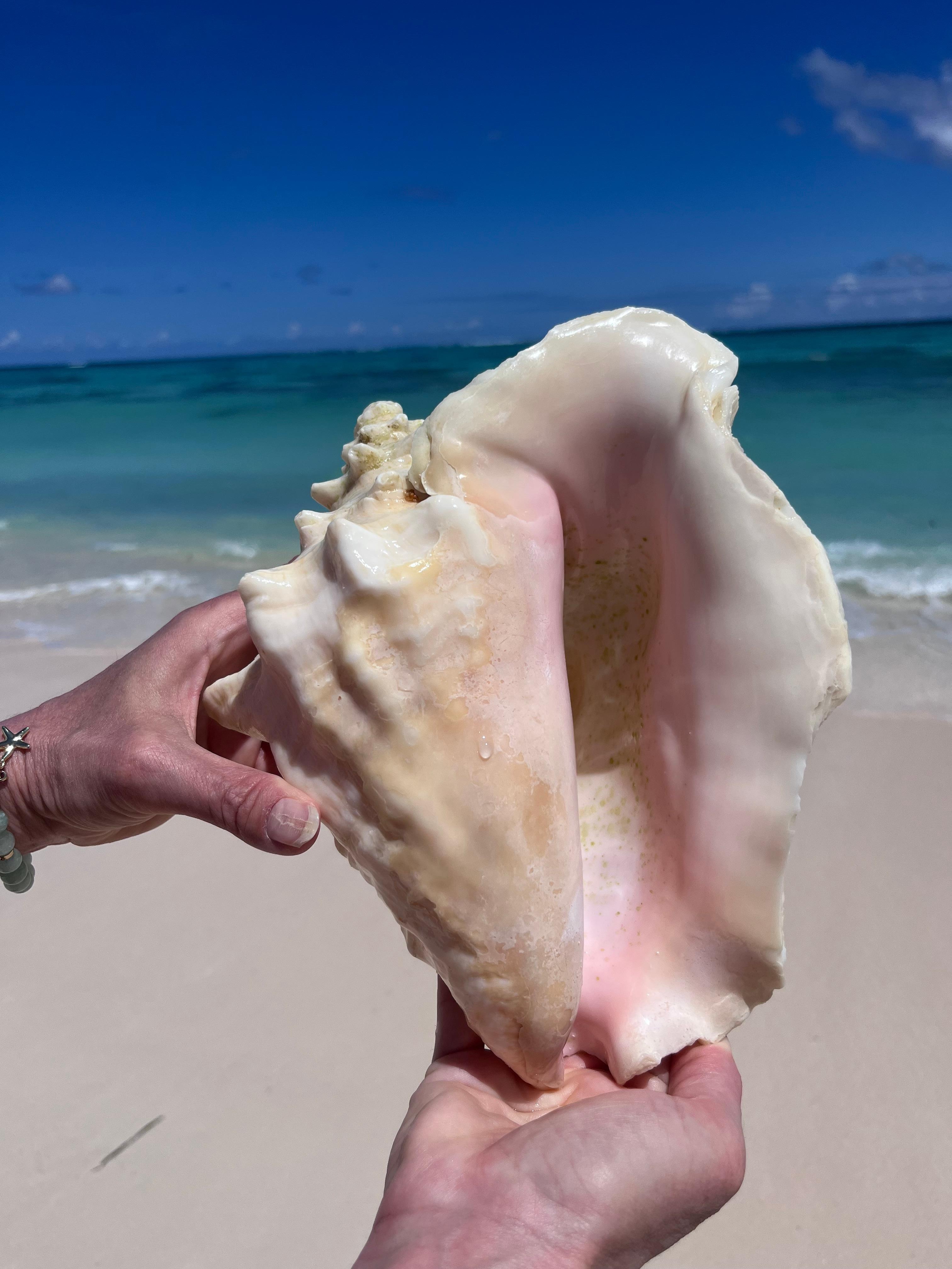 Conch shells walking on the beach 