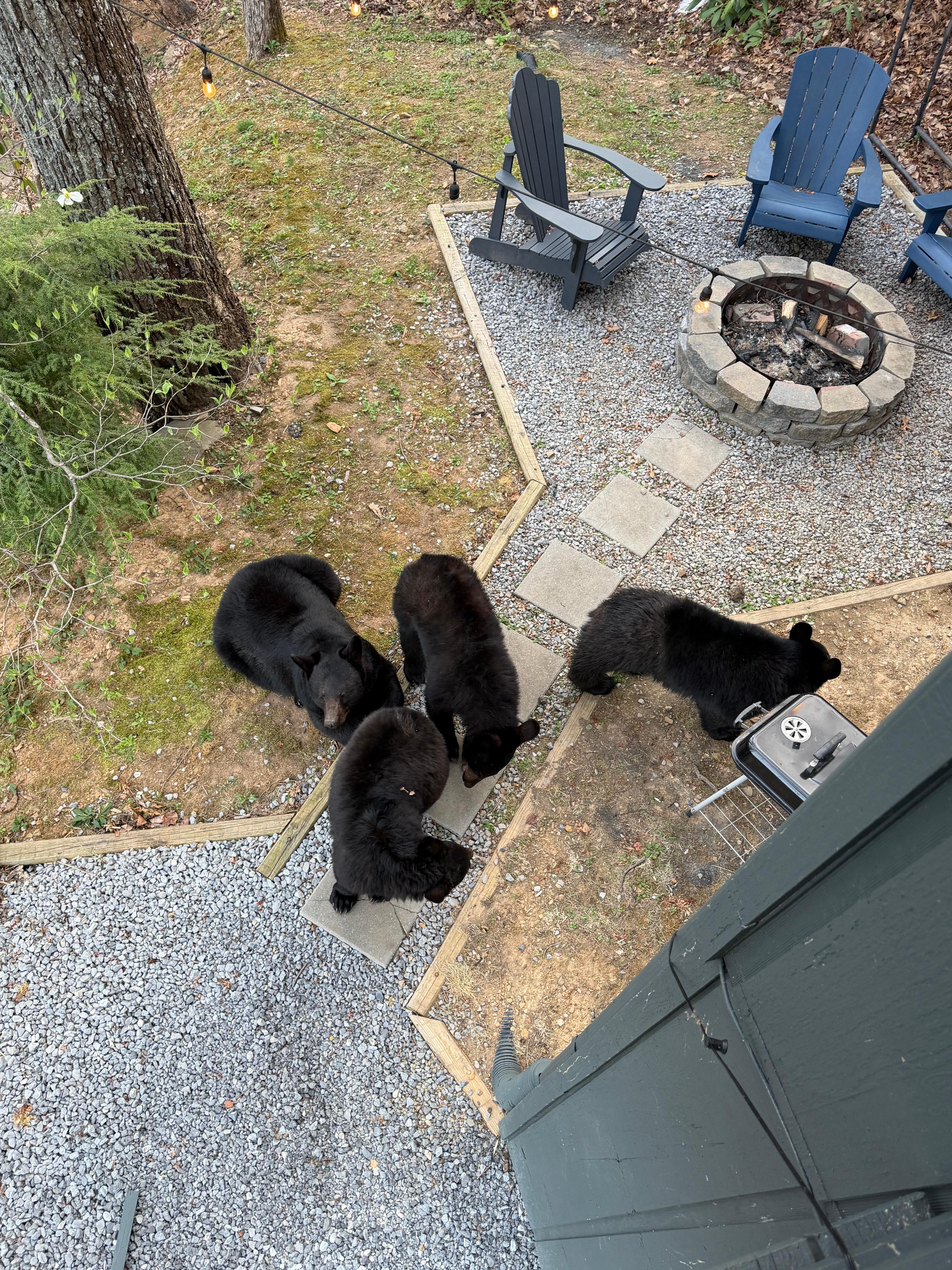 Momma bear and cubs. 