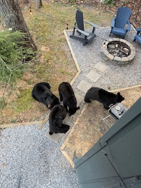 Momma bear and cubs.