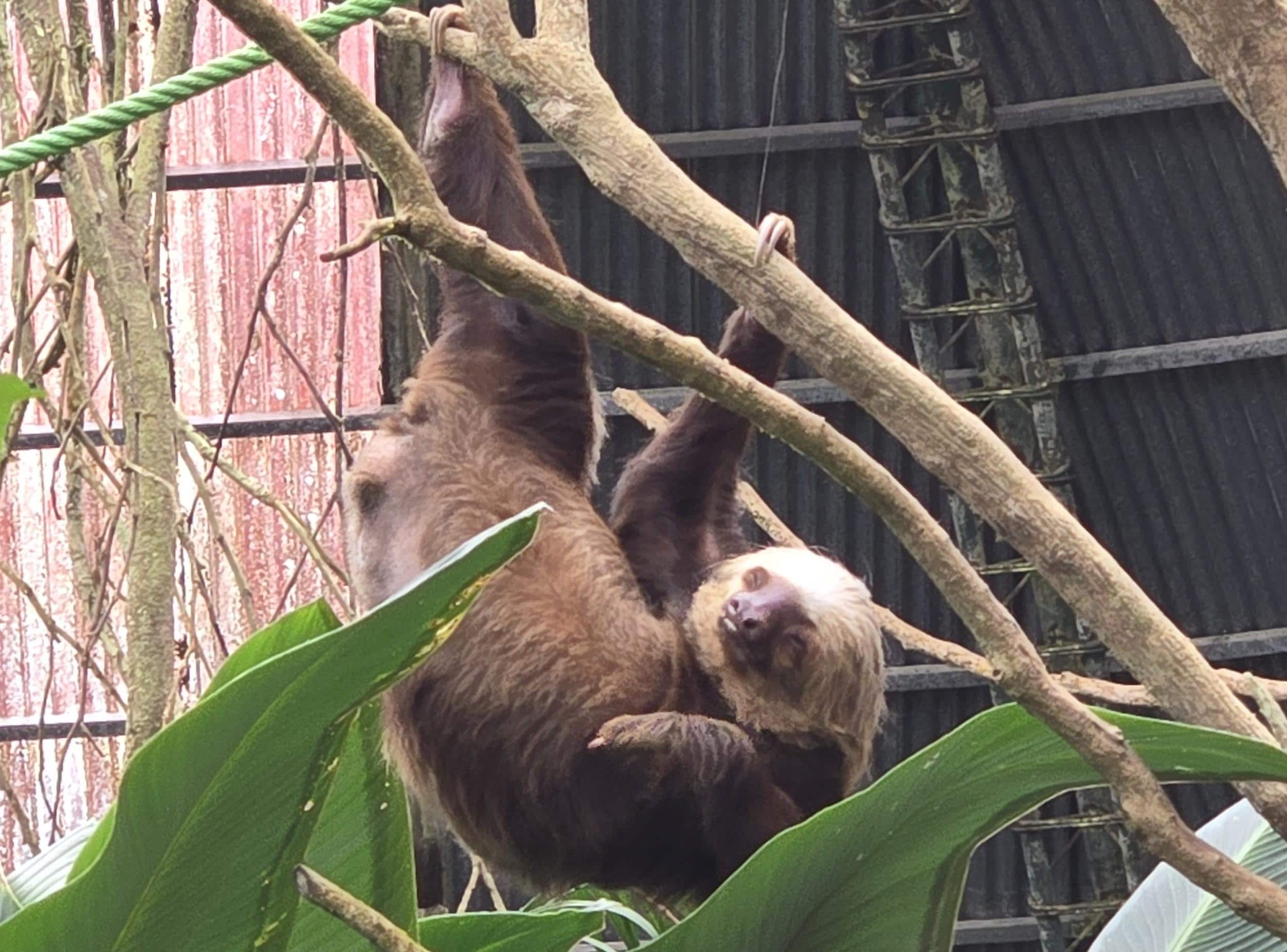 Selvatura park is just up the road. We went there for the sloth sanctuary and zip line. 