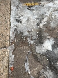 Hundred cigarette butts within 10 feet of my front door