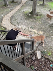 Feeding a deer by hand!