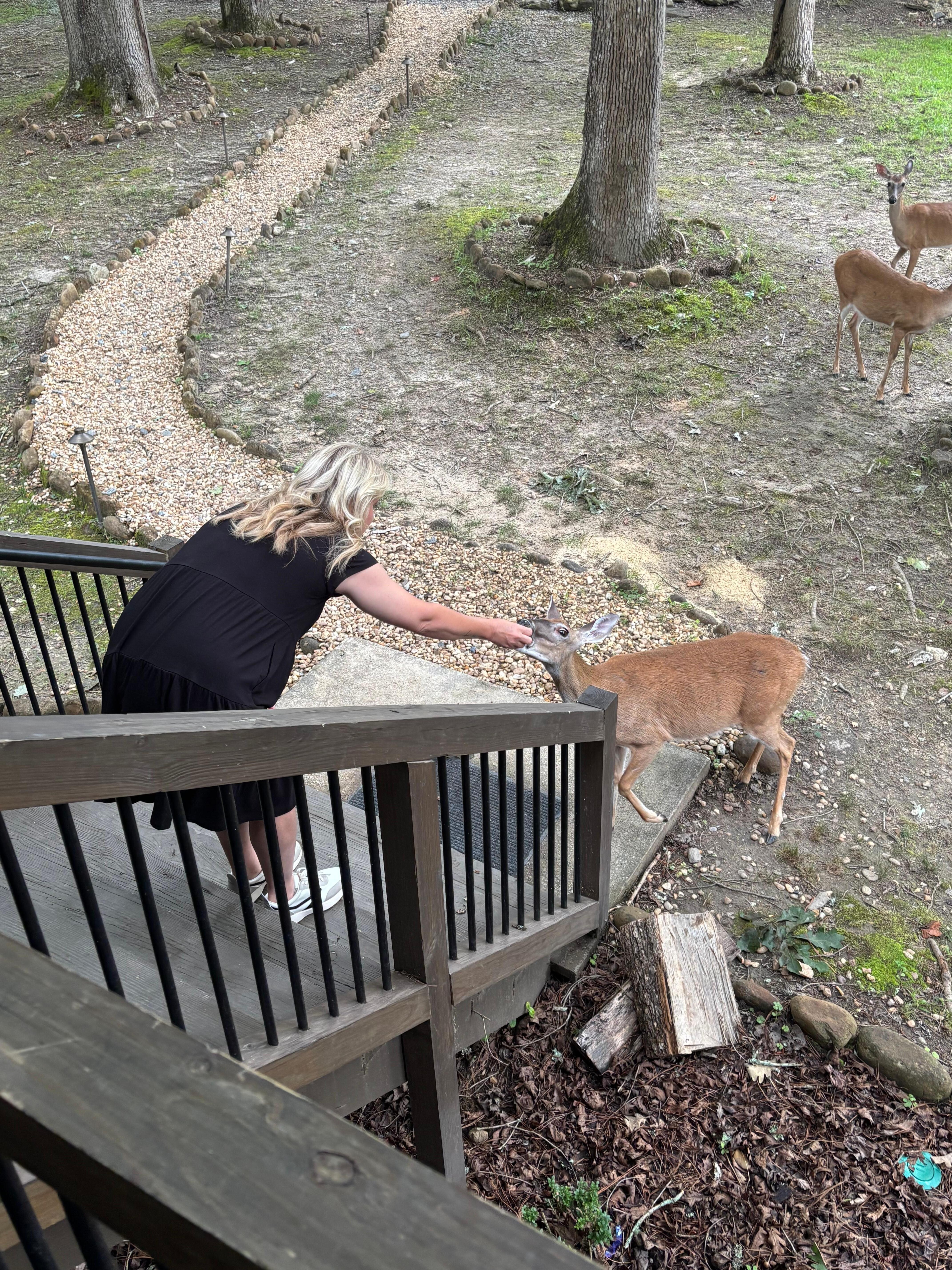 Feeding a deer by hand! 