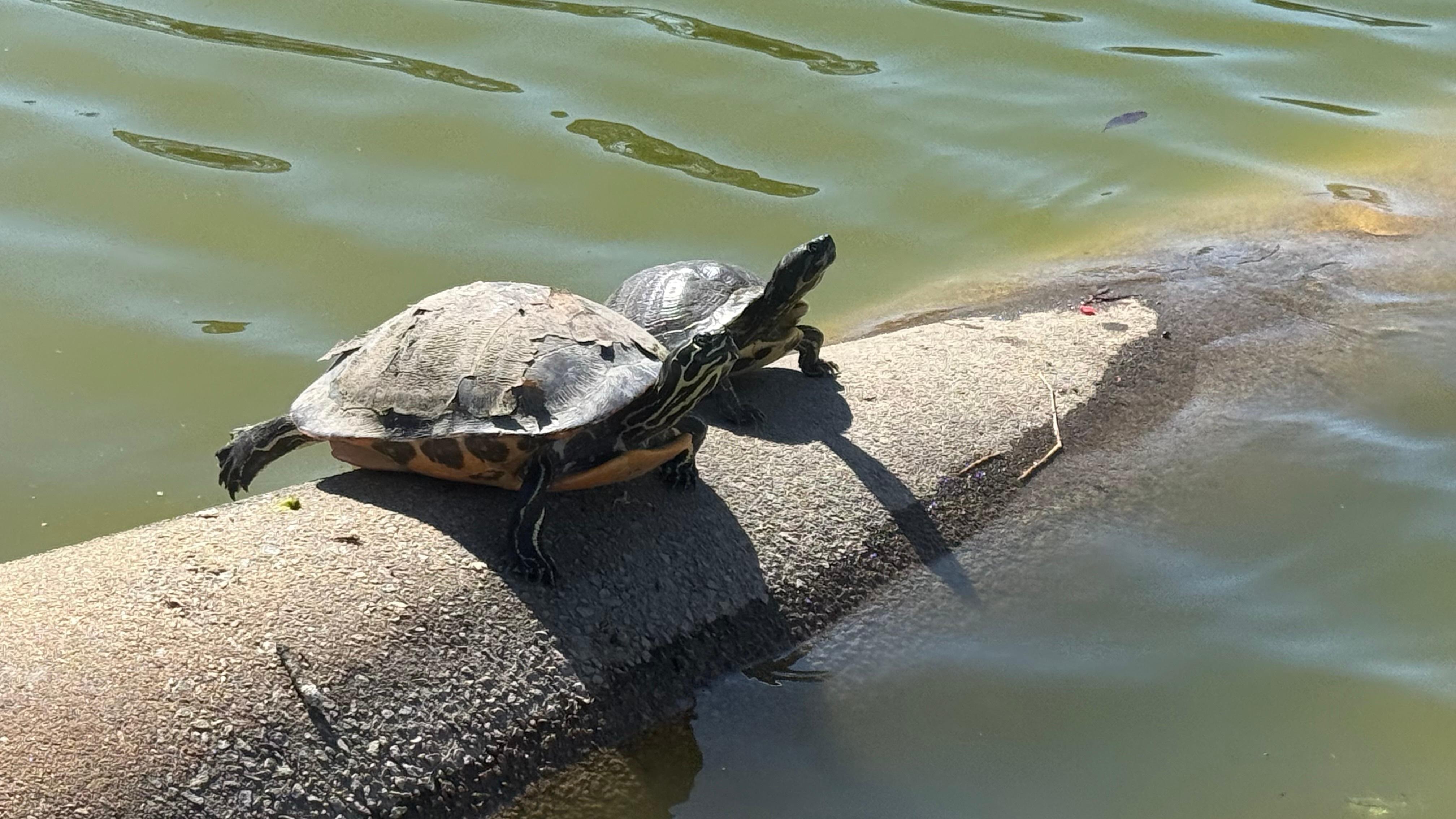 Seat Turtles at James County Park.