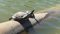 Seat Turtles at James County Park.