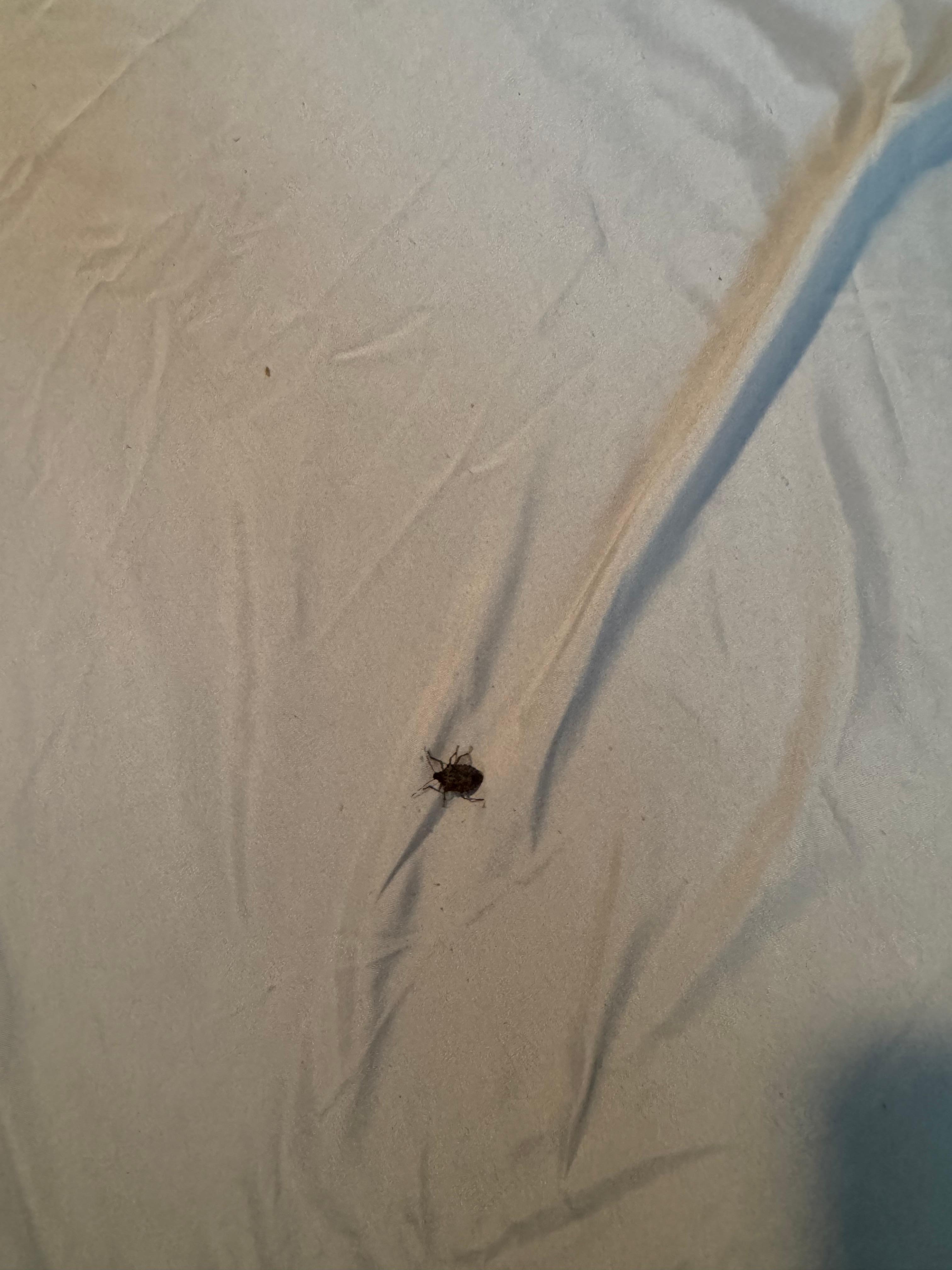 stink bug in the bed