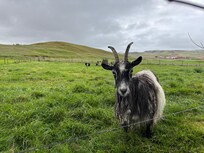 Goats on the farm!