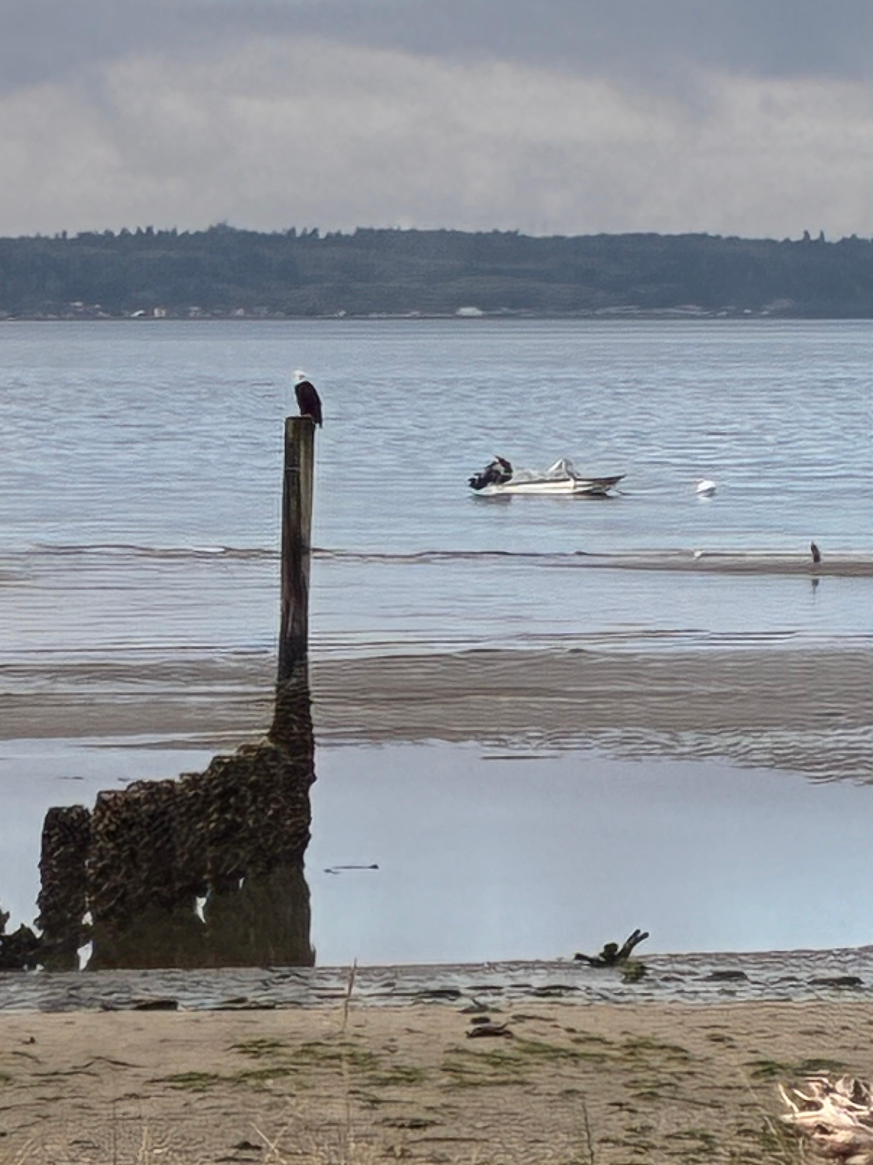 An eagle looking for lunch at low tide
