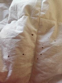 Old blood stained comforter.