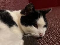 Die betagte, herzige Hauskatze