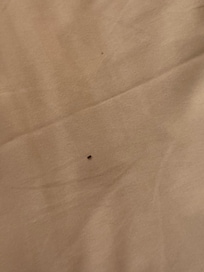 Bugs