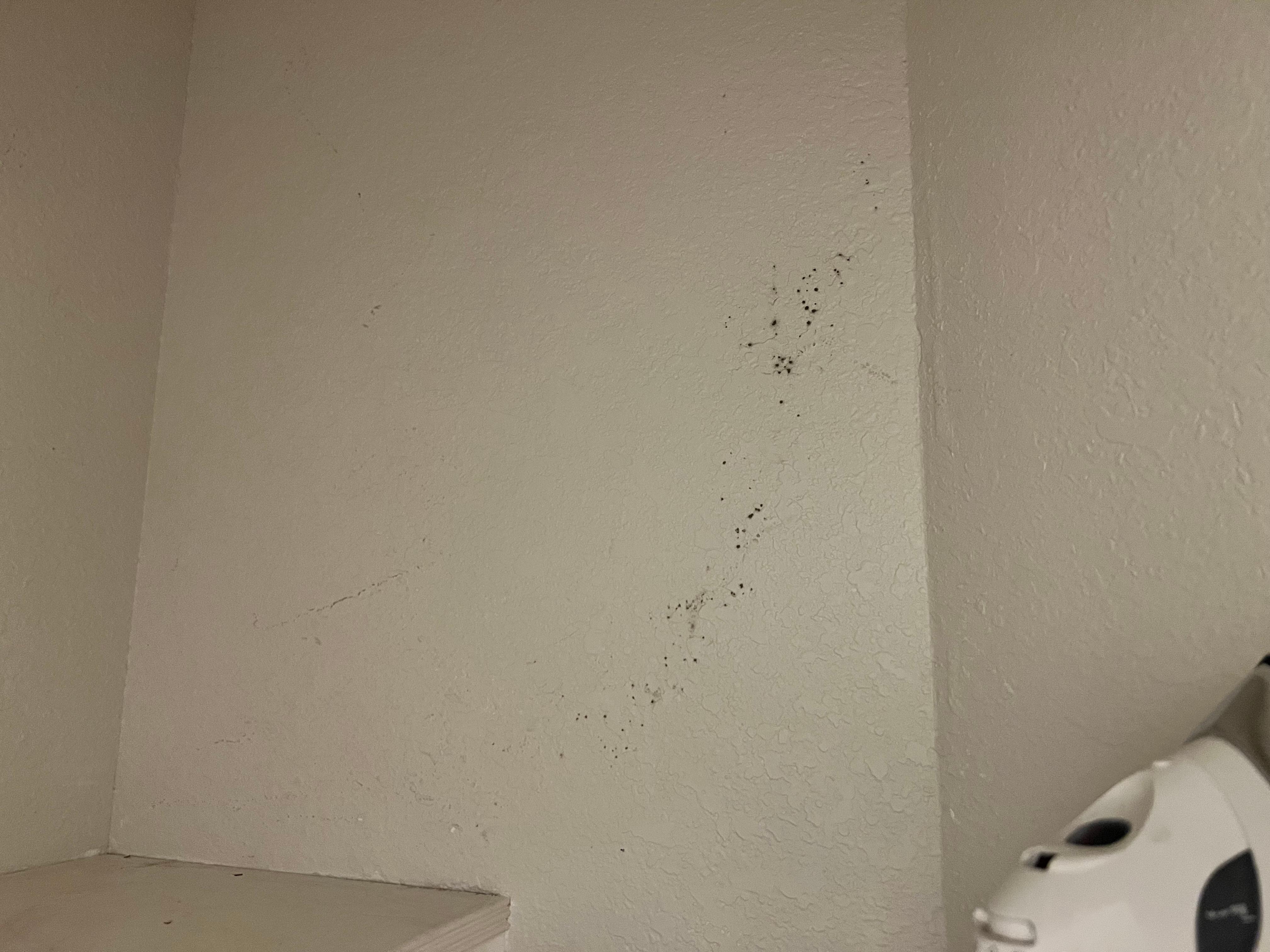 Black Mold on walls