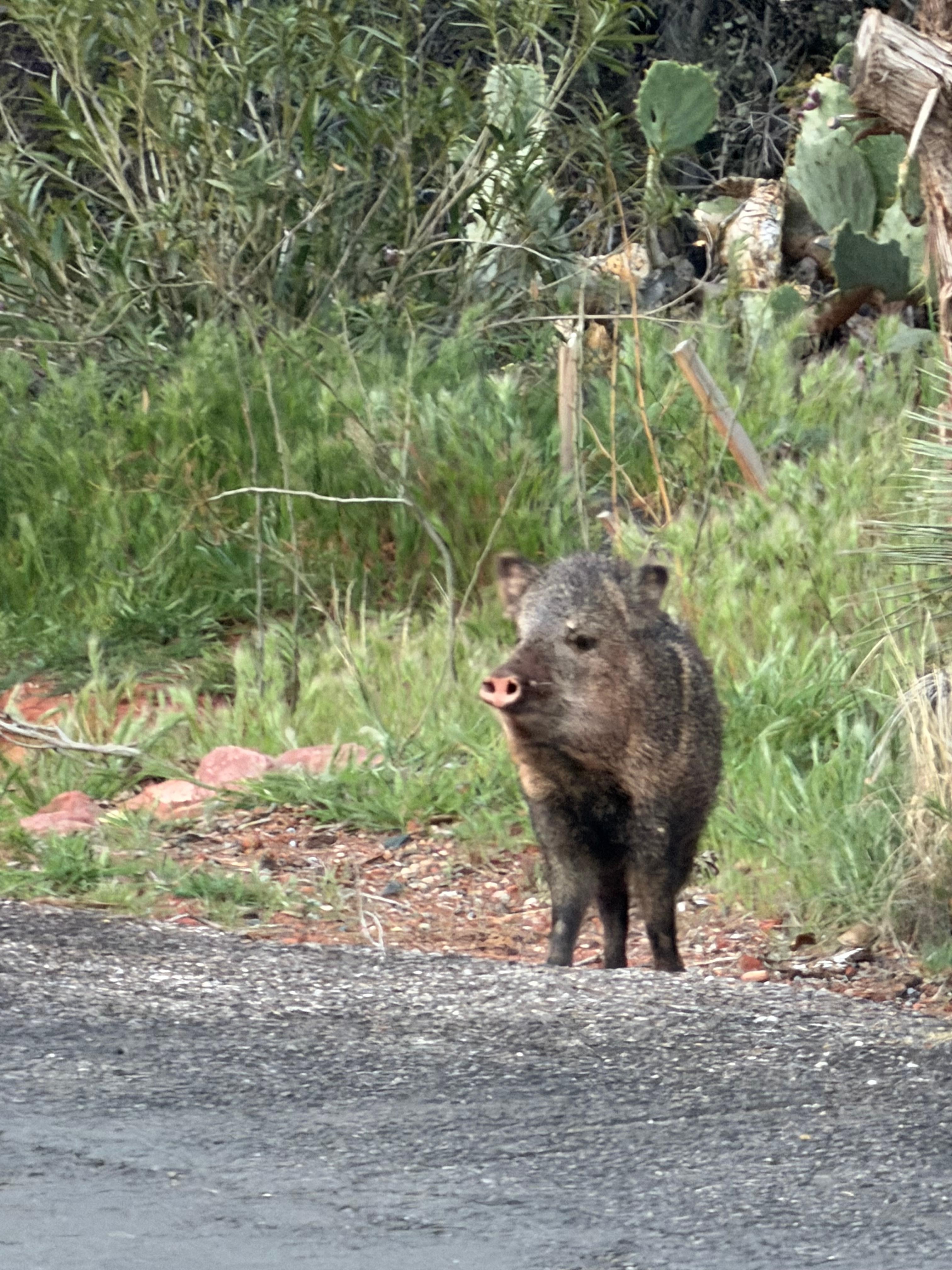 We saw a squadron of javellinas one morning while walking to town!