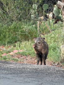 We saw a squadron of javellinas one morning while walking to town!