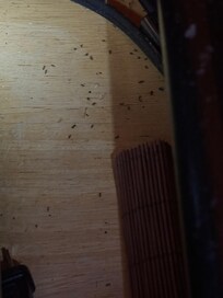 Lots of bugs everywhere