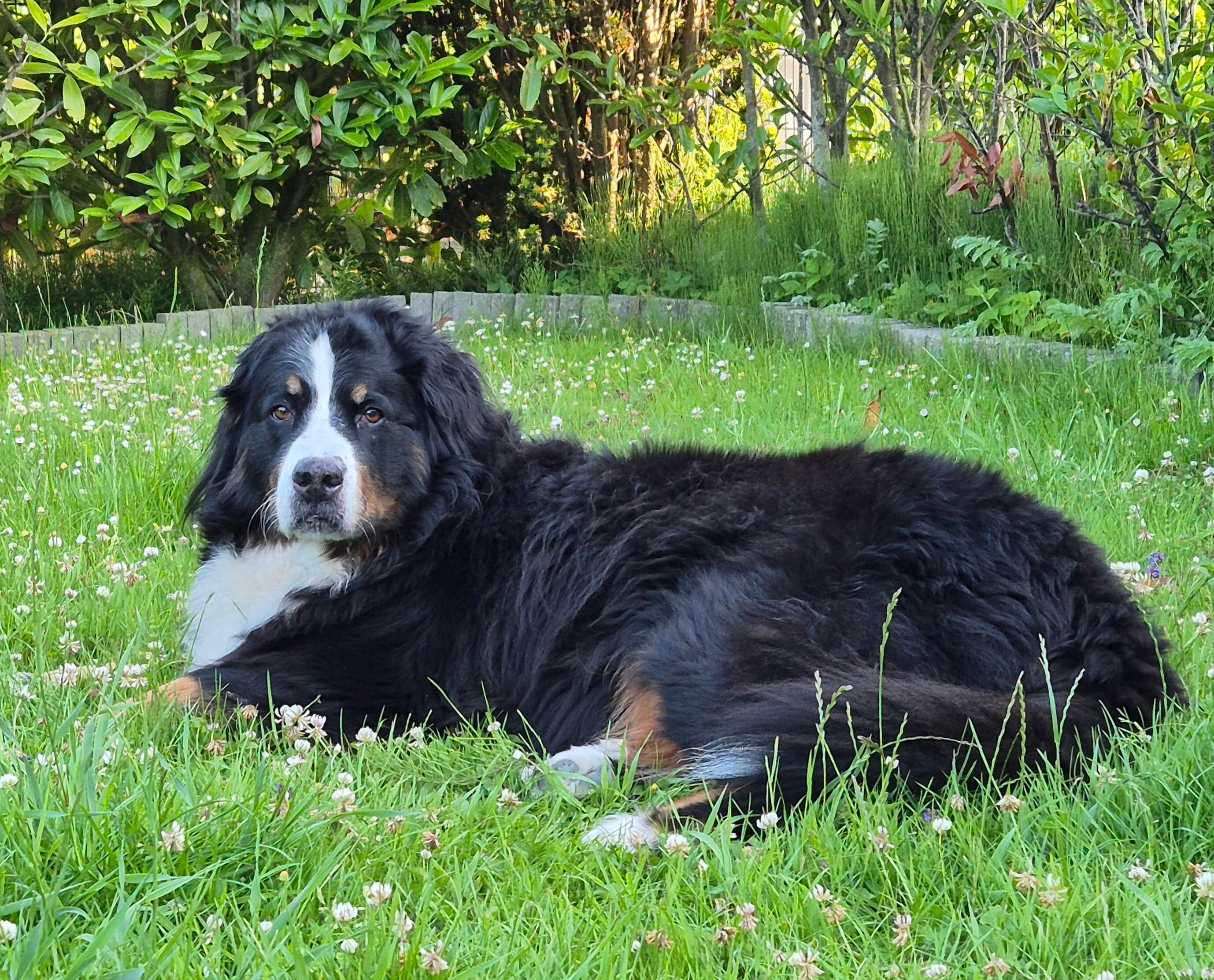 Im Garten