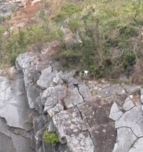 The white & black specks are wild goats