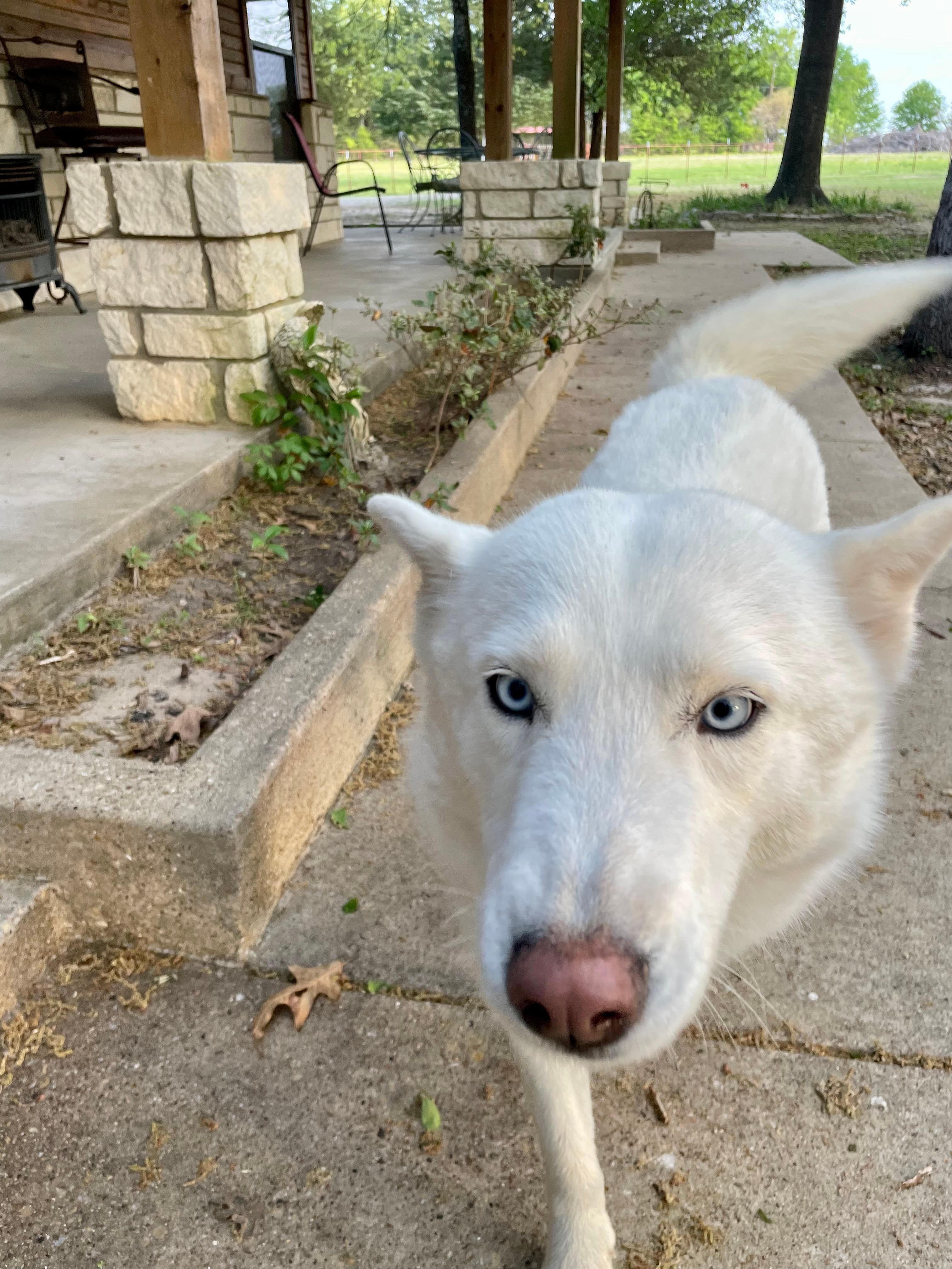 Side porch with neighbor’s dog