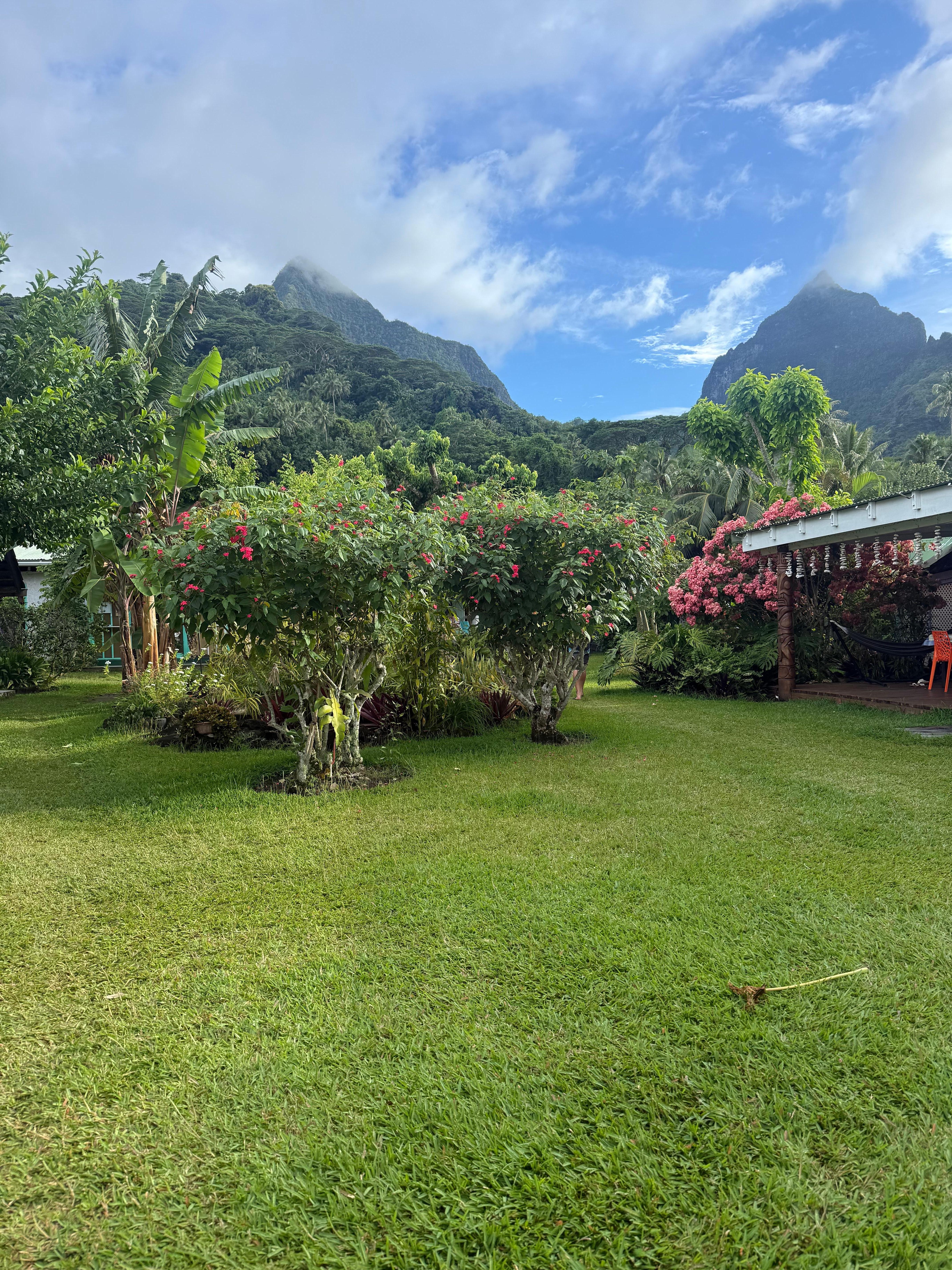 We were able to pick our own star fruit from the garden for breakfast. 