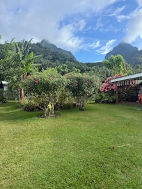 We were able to pick our own star fruit from the garden for breakfast.
