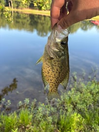 Small crappie caught one morning