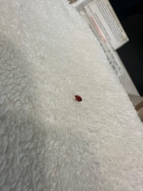 Bed bug on towel
