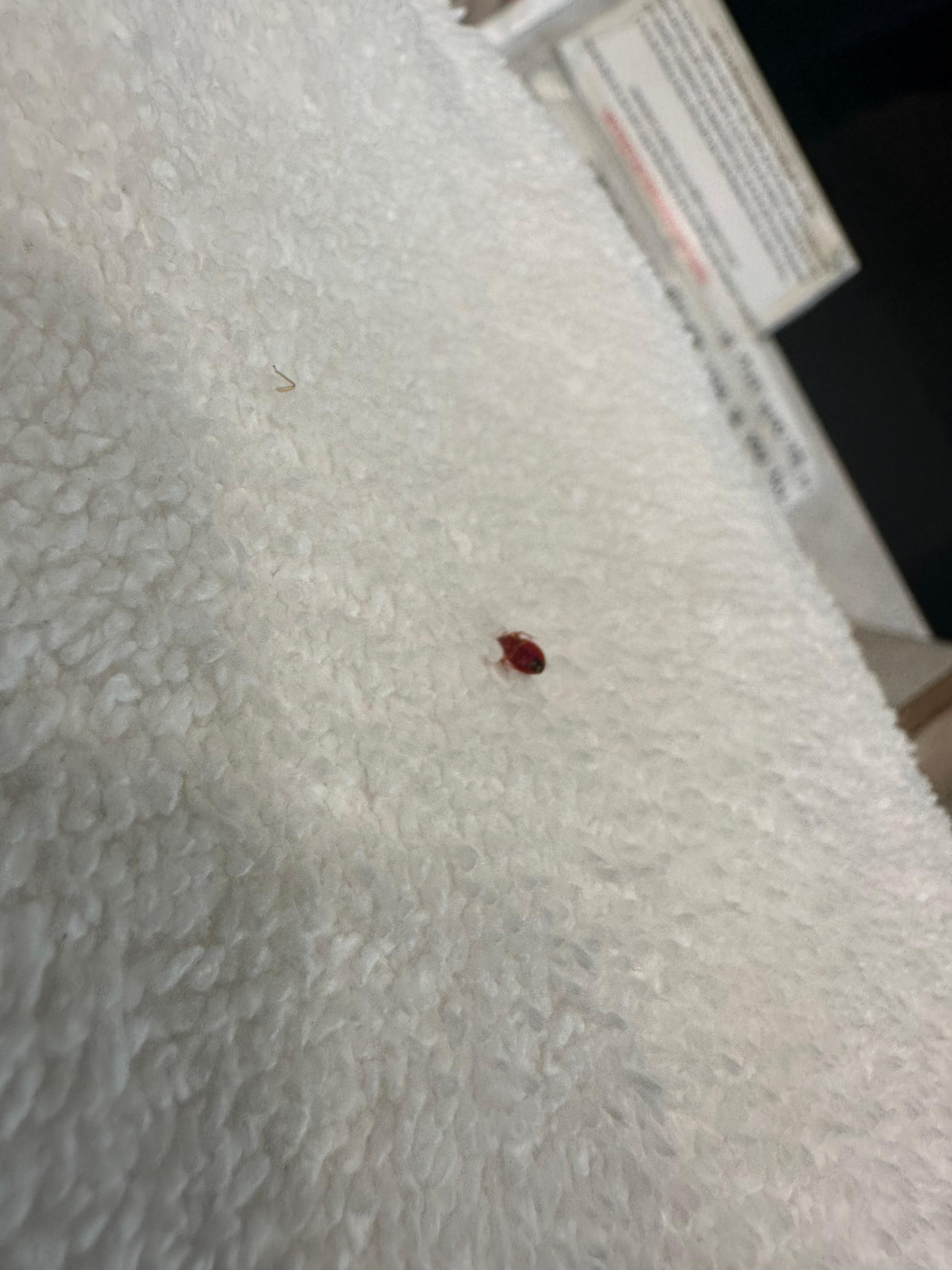 Bed bug on towel 