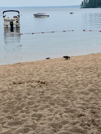 Nason’s private beach you have walk on free access to. Roped off swimming area