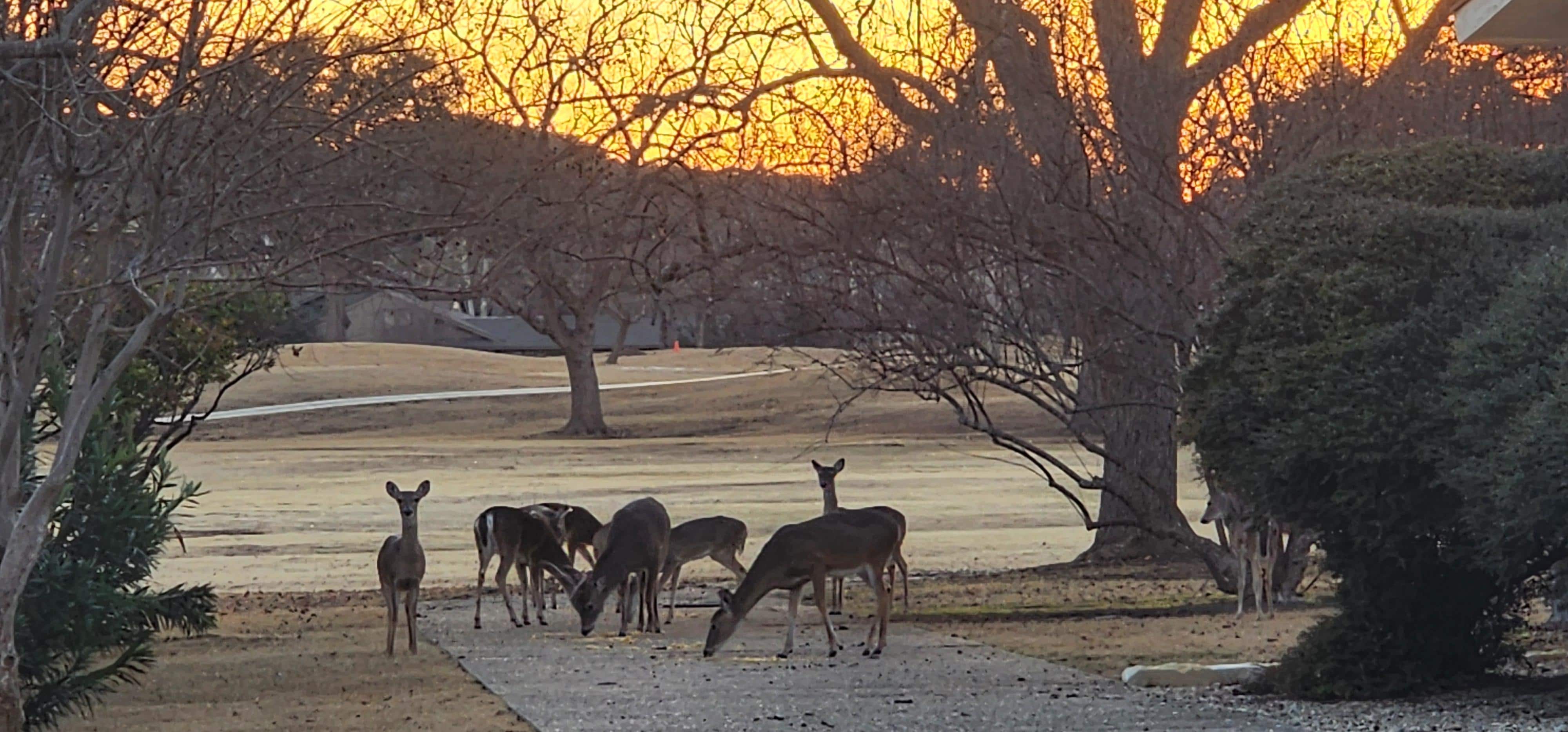 Herd of deer frequent the neighborhood 