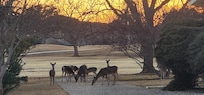 Herd of deer frequent the neighborhood