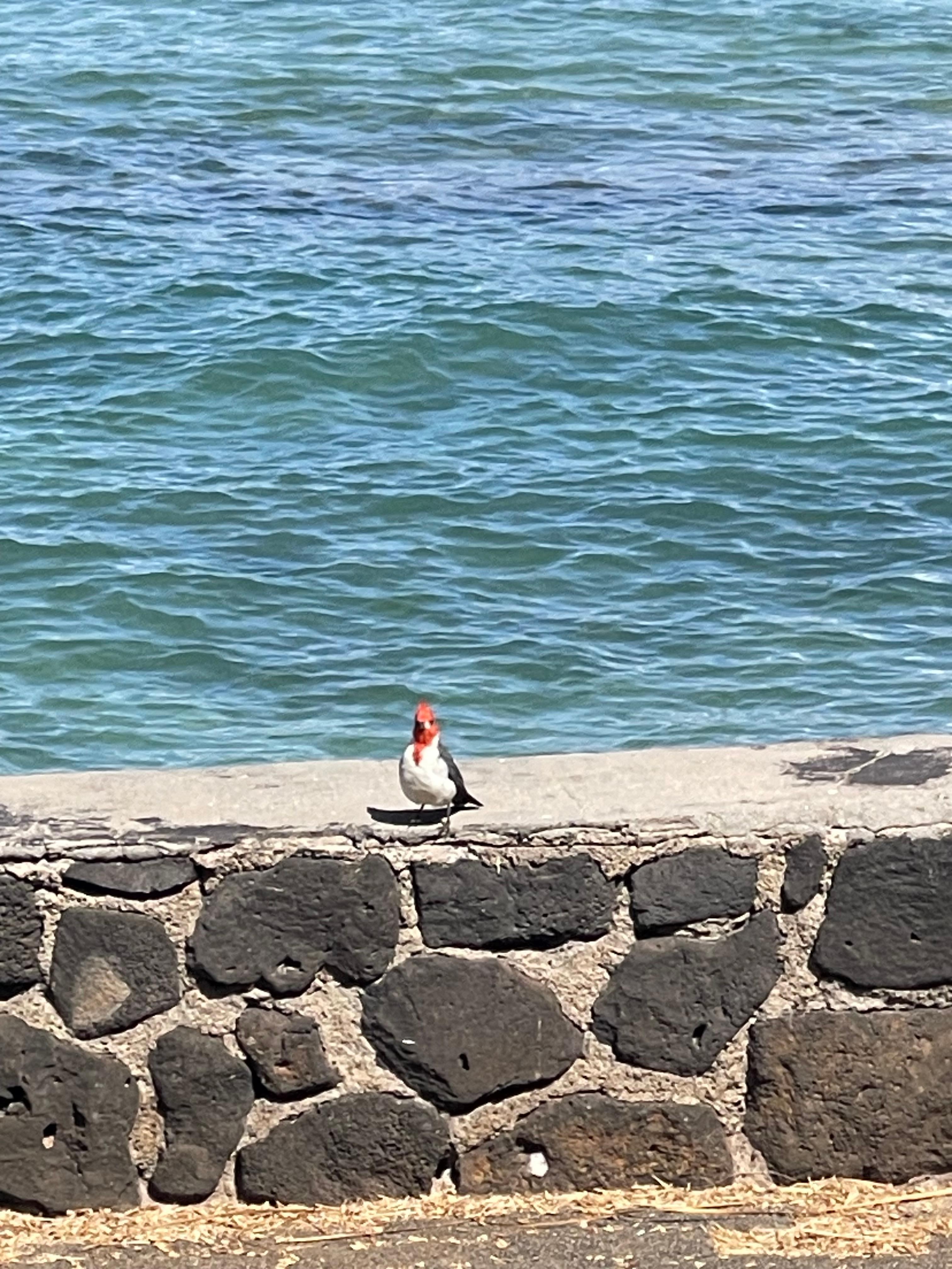 Red-crested cardinal - just one of the amazing birds who visited us during our trip. ❤️